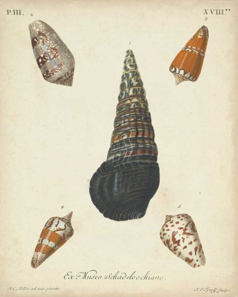 Antique Knorr Shells VIII