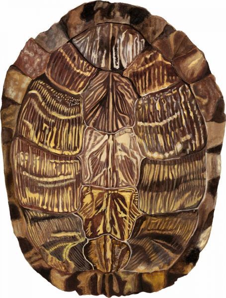 Tortoise Shell Detail I