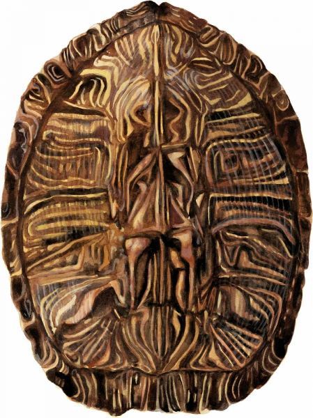 Tortoise Shell Detail II