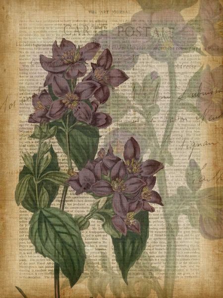 Fuchsia Flowers II