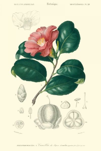 Embellished Floral Botanique II