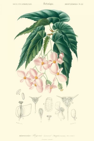 Embellished Floral Botanique III