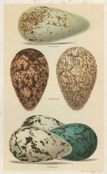 Antique Bird Egg Study I