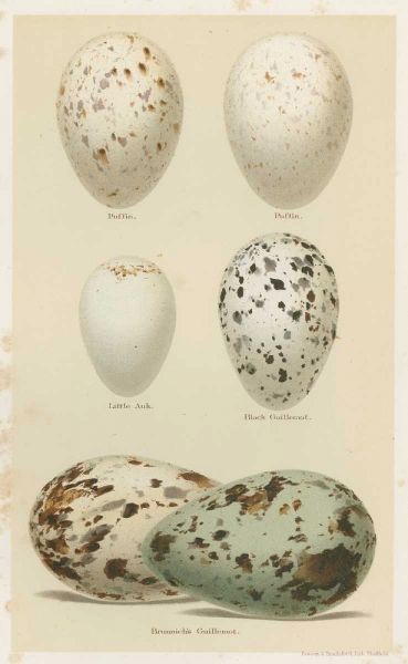 Antique Bird Egg Study II