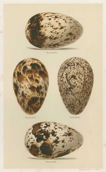 Antique Bird Egg Study VI