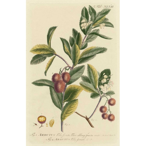 Miller Foliage and Fruit I