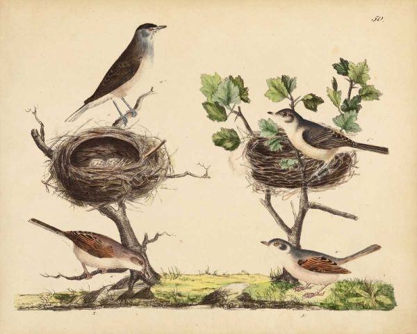 Wrens, Warblers and Nests I