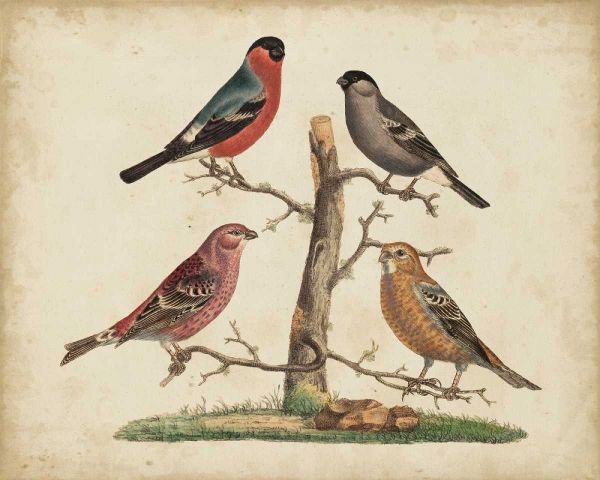 Bull Finches