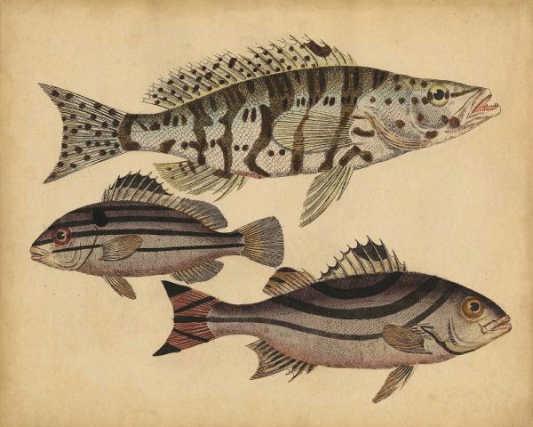 Species of Fish I