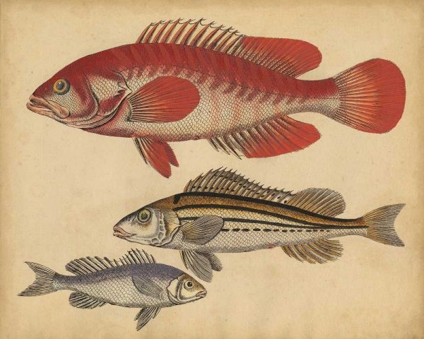 Species of Fish II