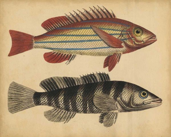 Species of Fish III