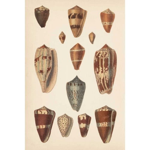 Antique Cone Shells II