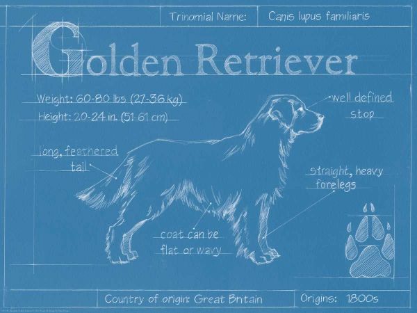 Blueprint Golden Retriever