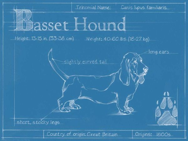 Blueprint Basset Hound