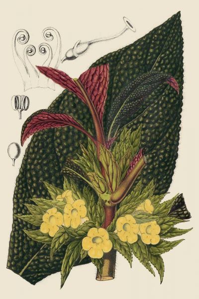Begonia Varieties II