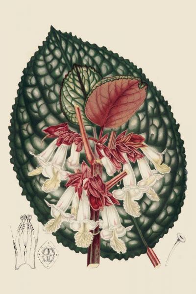 Begonia Varieties III