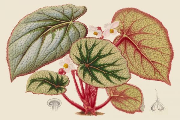 Begonia Varieties IV