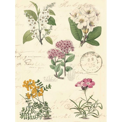 Botanical Journal II