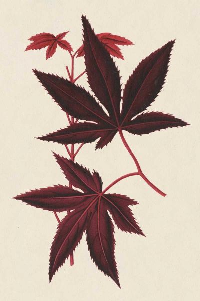 Stroobant 아티스트의 Japanese Maple Leaves I작품입니다.