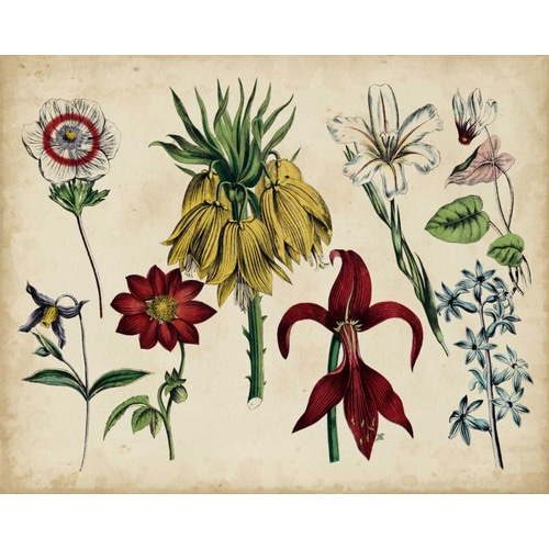 Antique Botanical Chart III