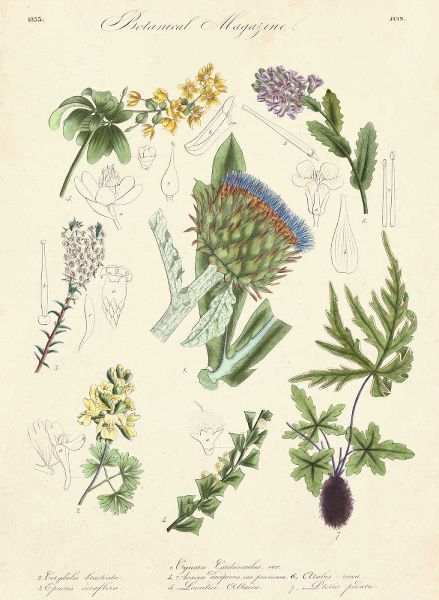 Botanical Register I