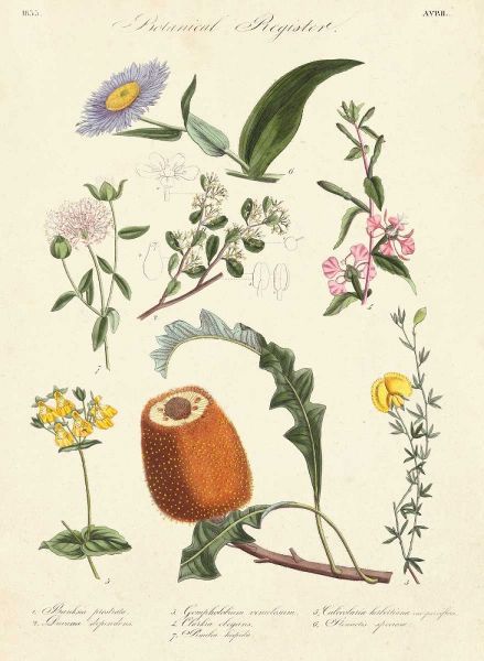 Botanical Register II