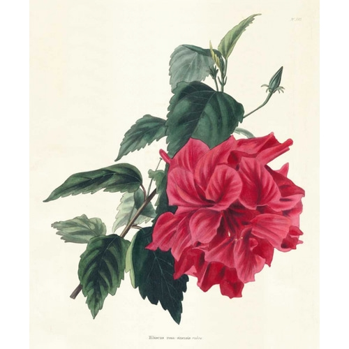 Rose Hibiscus I