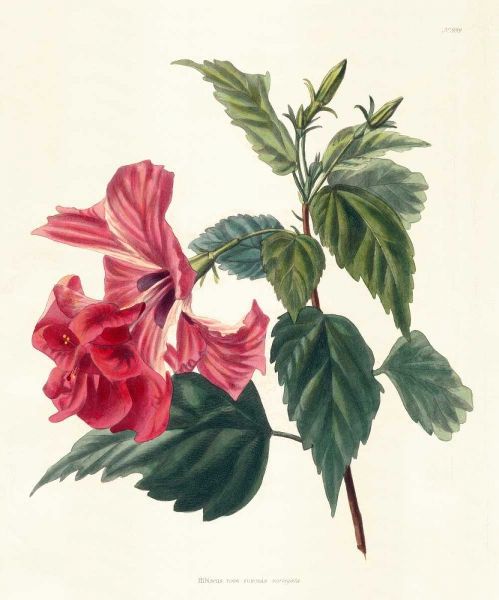 Rose Hibiscus II