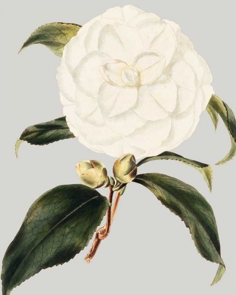Camellia Japonica I