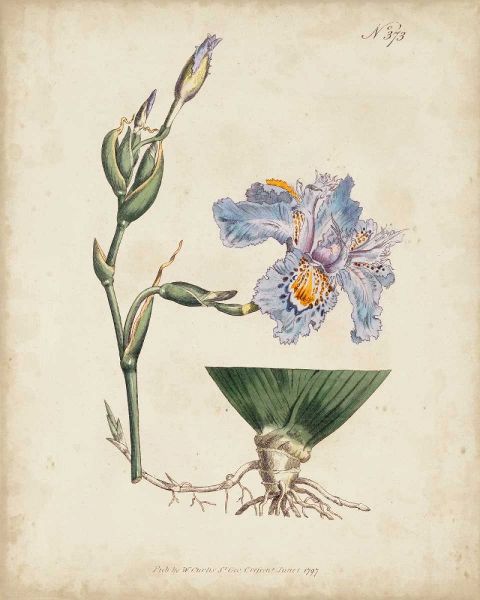 Lavender Curtis Botanicals IV