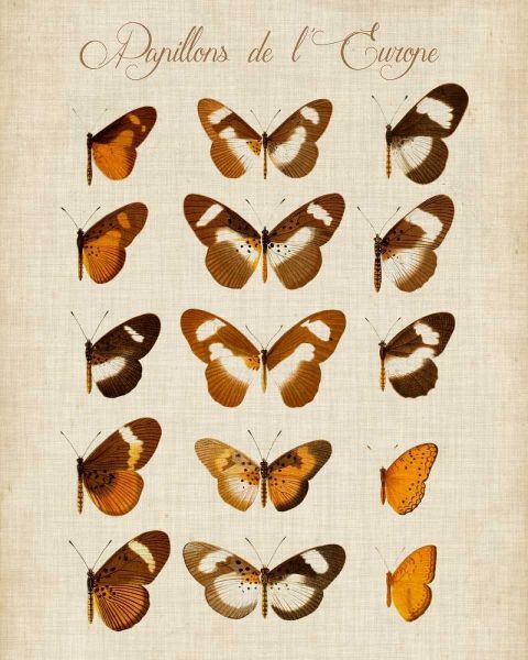 Papillons de LEurope IV