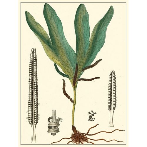Turpin  아티스트의 Small Foliage Botanique II 작품