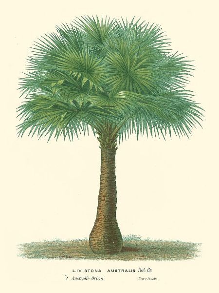 Van Houtteano, Horto 아티스트의 Small Palm of the Tropics I 작품