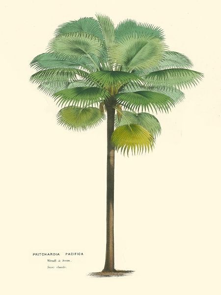 Van Houtteano, Horto 아티스트의 Small Palm of the Tropics II 작품