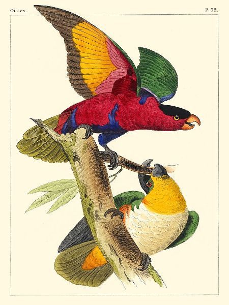 Lemaire, C.L. 아티스트의 Small Lemaire Parrots I 작품