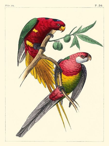 Lemaire, C.L. 아티스트의 Small Lemaire Parrots III 작품