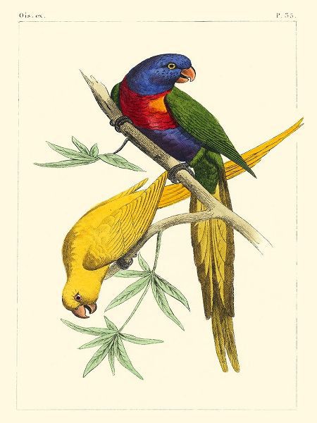 Lemaire, C.L. 아티스트의 Small Lemaire Parrots IV 작품