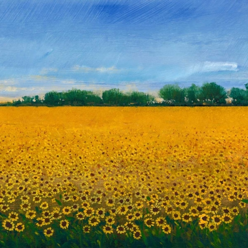 Field of Sunflowers II