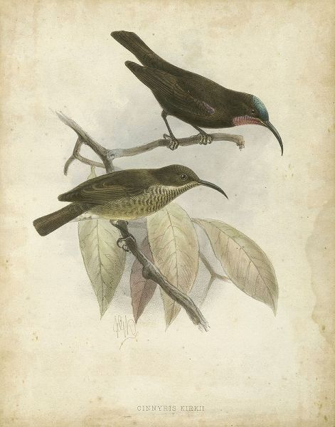 Custom Antique Gould Hummingbird I (ASH)