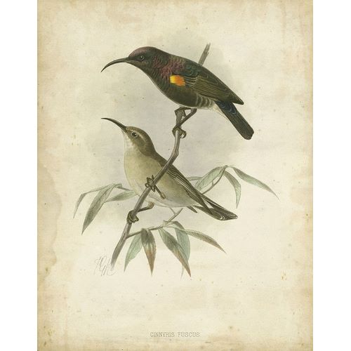 Custom Antique Gould Hummingbird II (ASH)