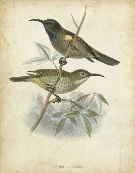 Custom Antique Gould Hummingbird IV (ASH)