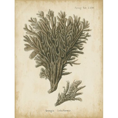Esper, Johann 아티스트의 Small Esper Antique Coral III 작품