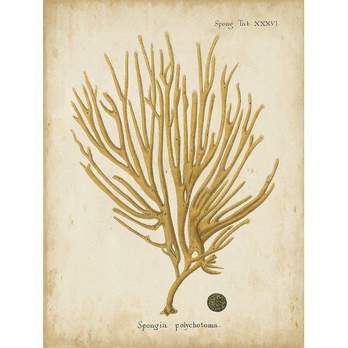 Esper, Johann 아티스트의 Small Esper Antique Coral IV 작품