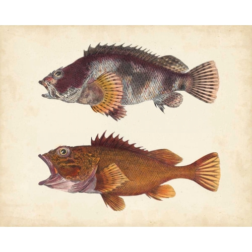 Antique Fish Species II