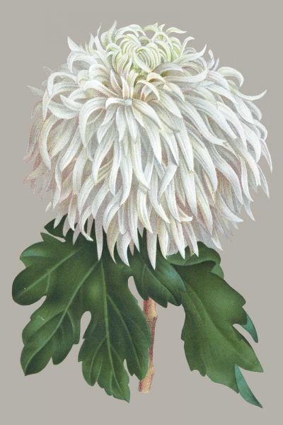 Chrysanthemum on Gray II