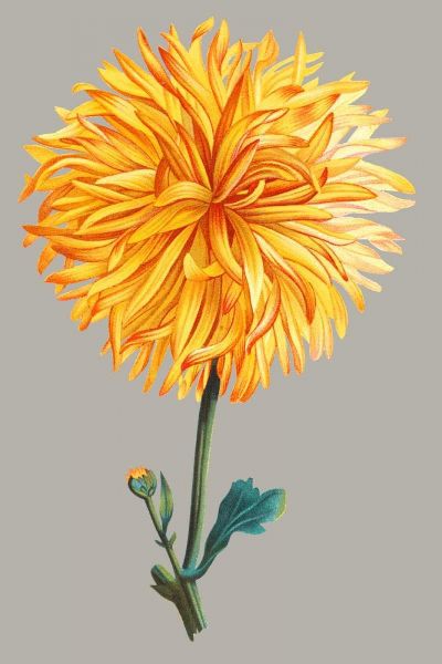 Chrysanthemum on Gray IV