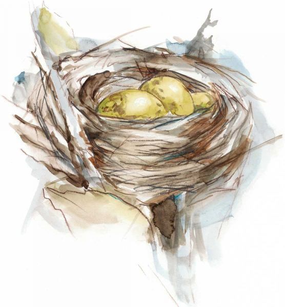 Bird Nest Study III