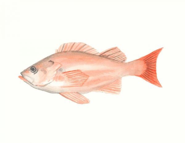 Watercolor Deep Sea Fish I