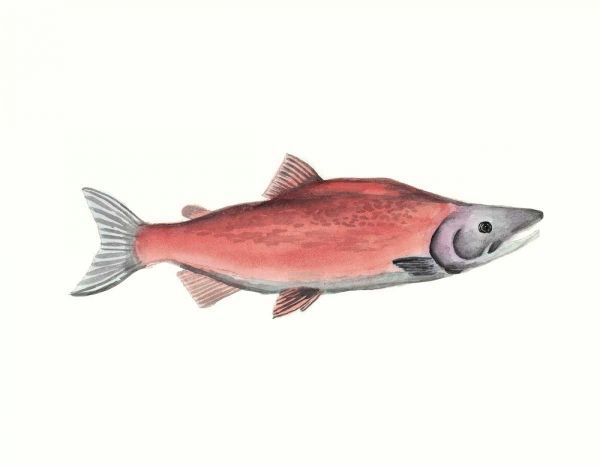 Watercolor Deep Sea Fish III