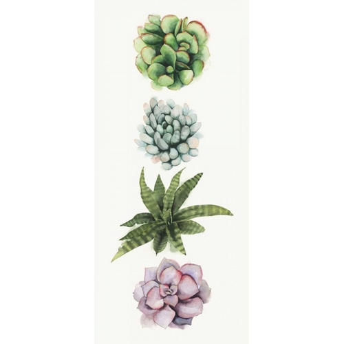 Row of Succulents II